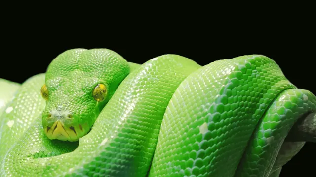 world-snake-day-internet-celebrates-the-unique-occasion-with-viral-photos-and-videos-know-why-it-celebrated